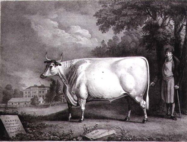 A báró, egy díjazott rövidkürt (The Nannau White Cow), amelyet Charles Joseph Hullamandel (1789-1850) vésett, 1824 alkotó: Daniel Clowes