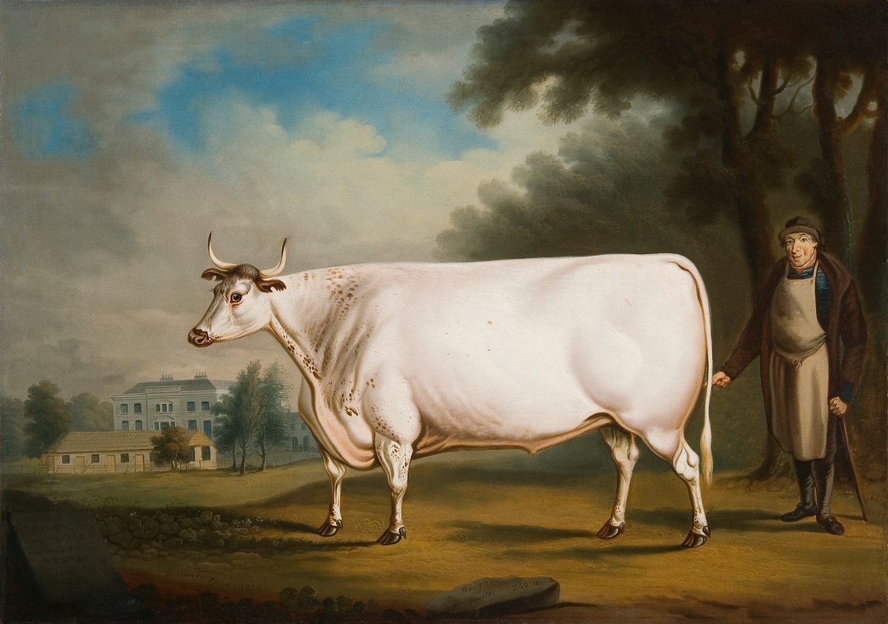 "A Nannau ökör", 1824 alkotó: Daniel Clowes