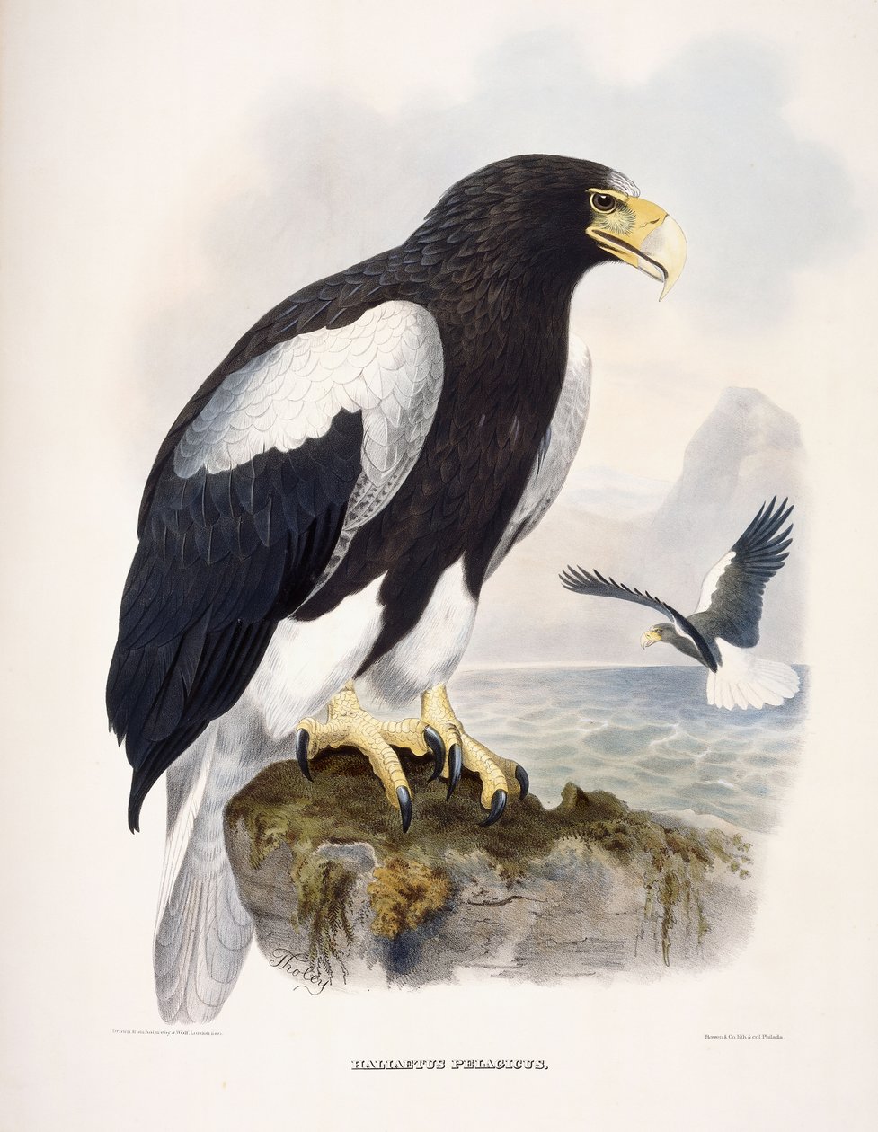 Haliaetus Pelagicus alkotó: Daniel Girard Elliot