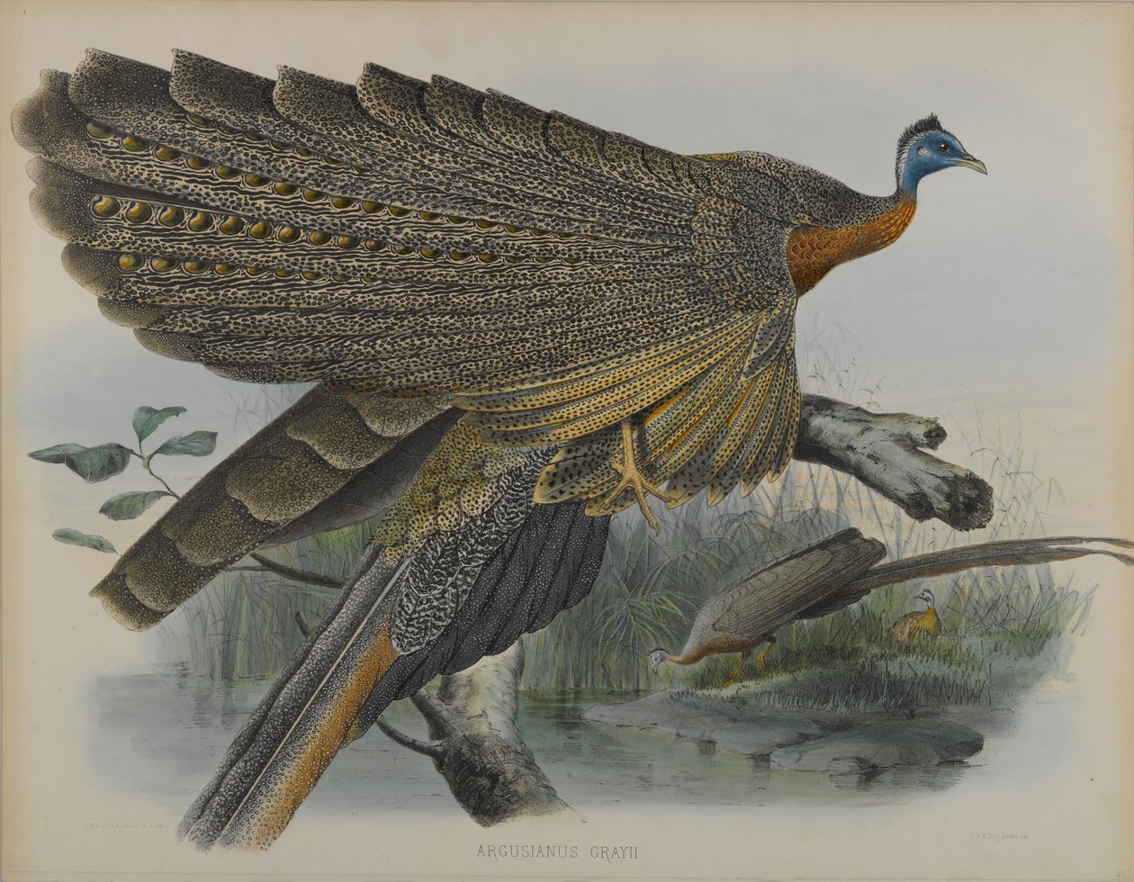 Argusianus Grayii (színes litó) alkotó: Daniel Giraud and Gould John Elliott