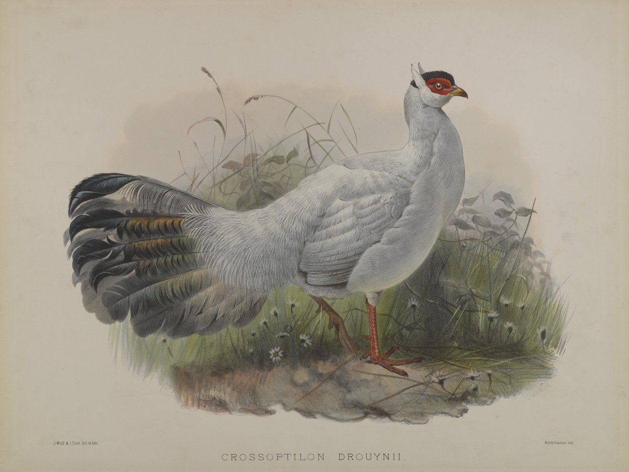 Crossoptilon Drouynii (színes litho) alkotó: Daniel Giraud and Gould John Elliott