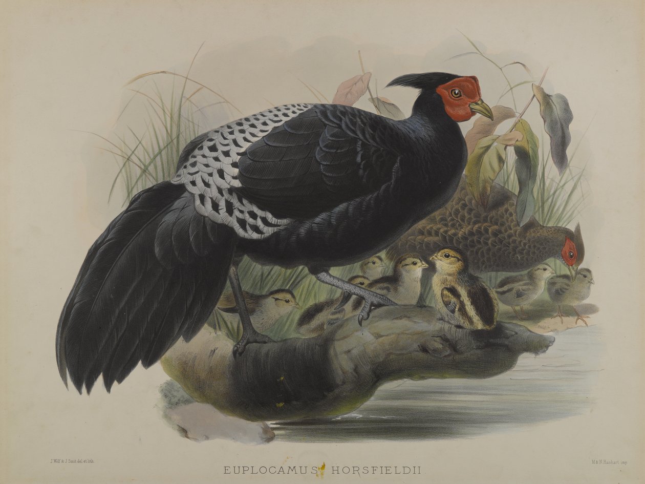 Euplocamus Horsfieldii (színes litho) alkotó: Daniel Giraud and Gould John Elliott
