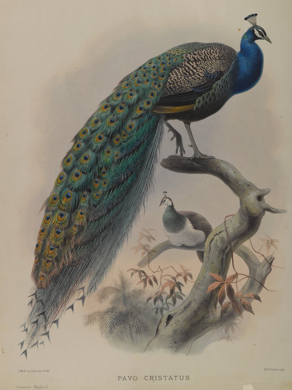 Pavo Cristatus – közönséges páva (színes litho) alkotó: Daniel Giraud and Gould John Elliott