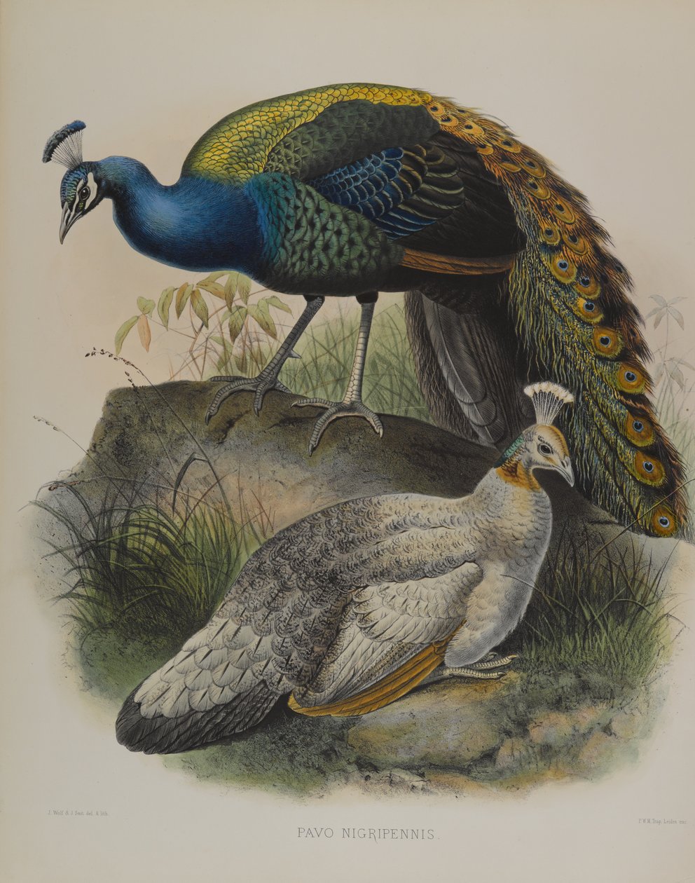 Pavo Nigripennis - Fekete vállas borsó tyúk (színes litho) alkotó: Daniel Giraud and Gould John Elliott