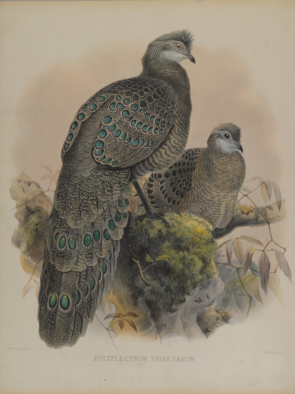 Polyplectron Tibetanum (színes litho) alkotó: Daniel Giraud and Gould John Elliott