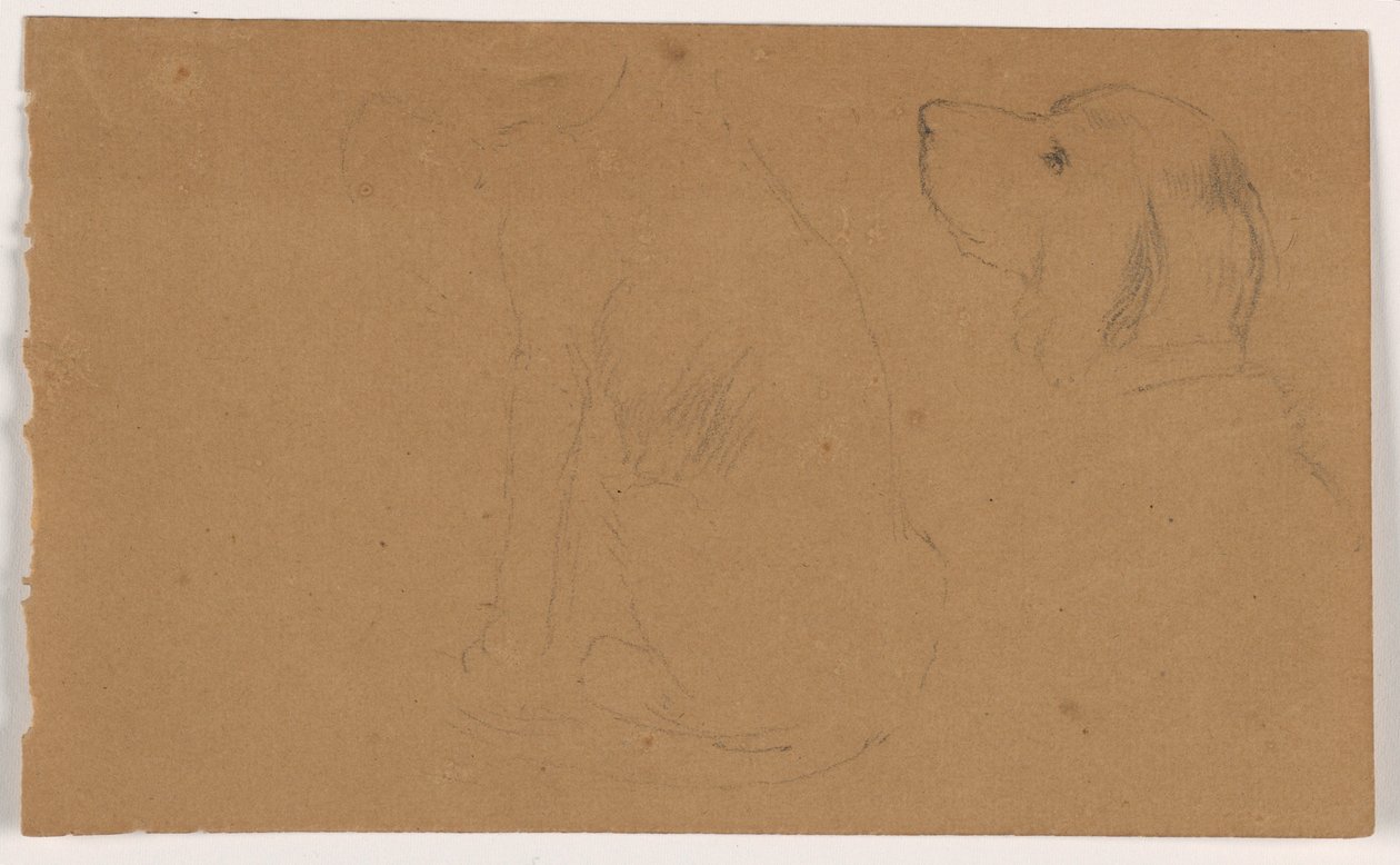 Rajz, Dash (egy szetter), fej és test, 1862 körül. alkotó: Daniel Huntington