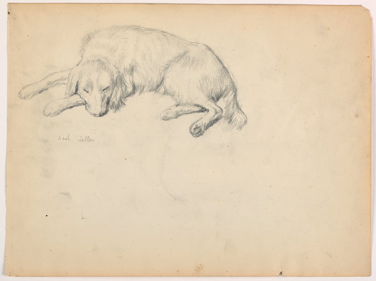 Rajz, Dash (egy szetter), 1862 körül. alkotó: Daniel Huntington