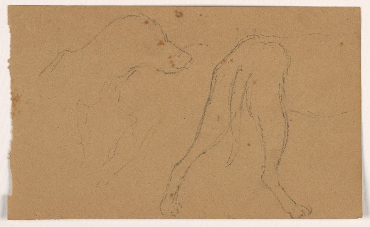 Rajz, Milo (egy pointer), fej és test, 1862 körül. alkotó: Daniel Huntington