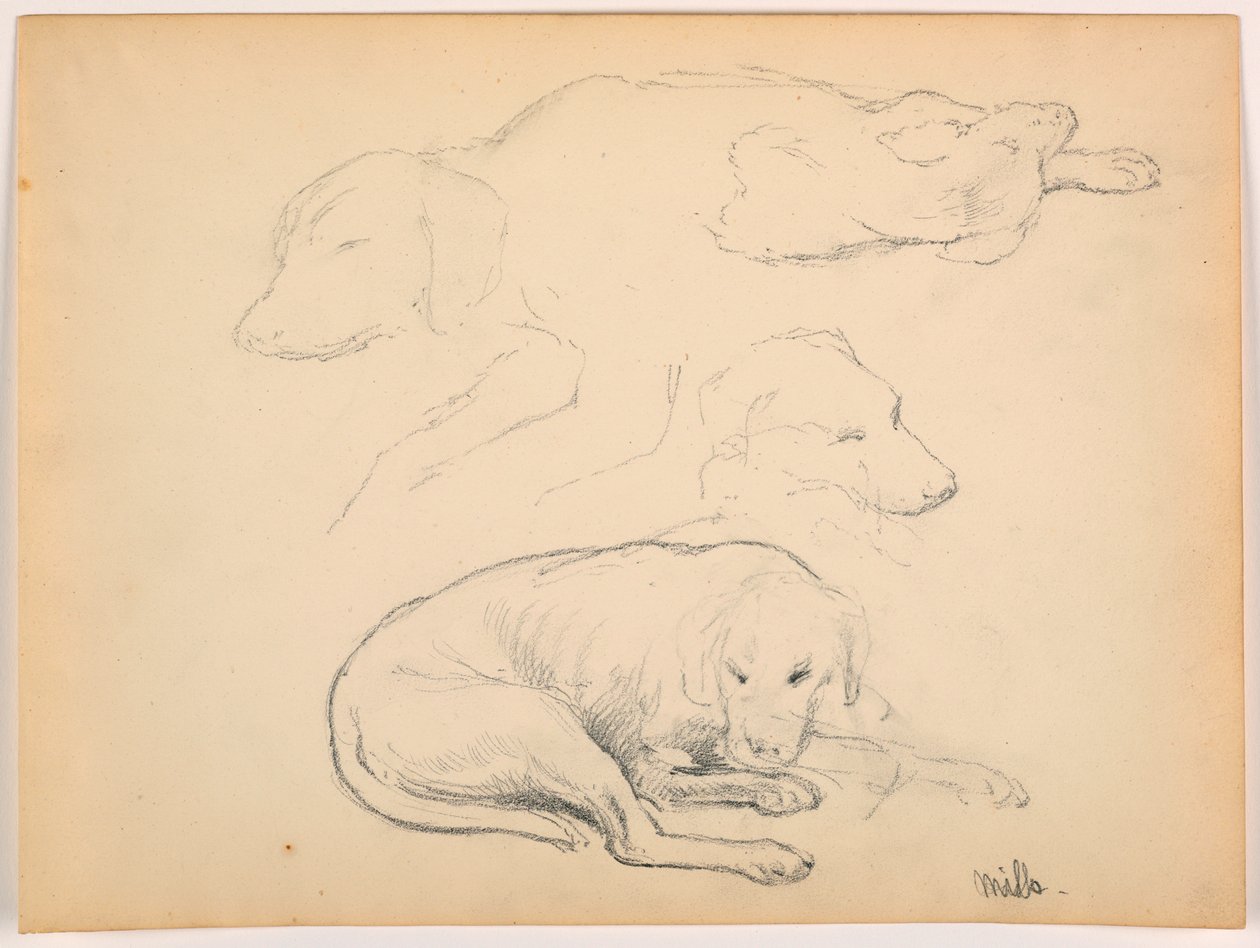 Rajz, Milo (egy mutatós kutya), több tanulmány, 1862 körül. alkotó: Daniel Huntington