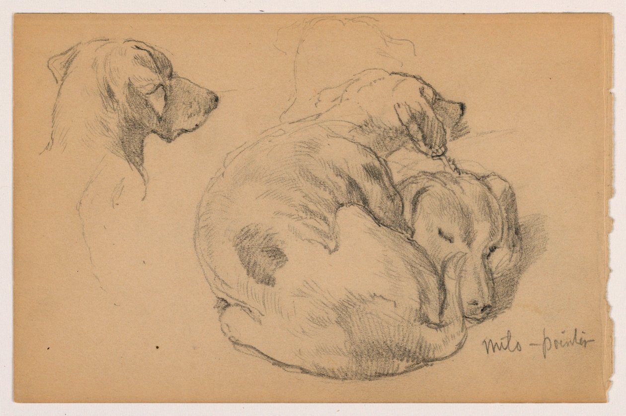 Rajz, Milo (egy mutatós kutya) Három tanulmány, Milo (egy mutatós kutya) Két tanulmány, 1862 körül. alkotó: Daniel Huntington