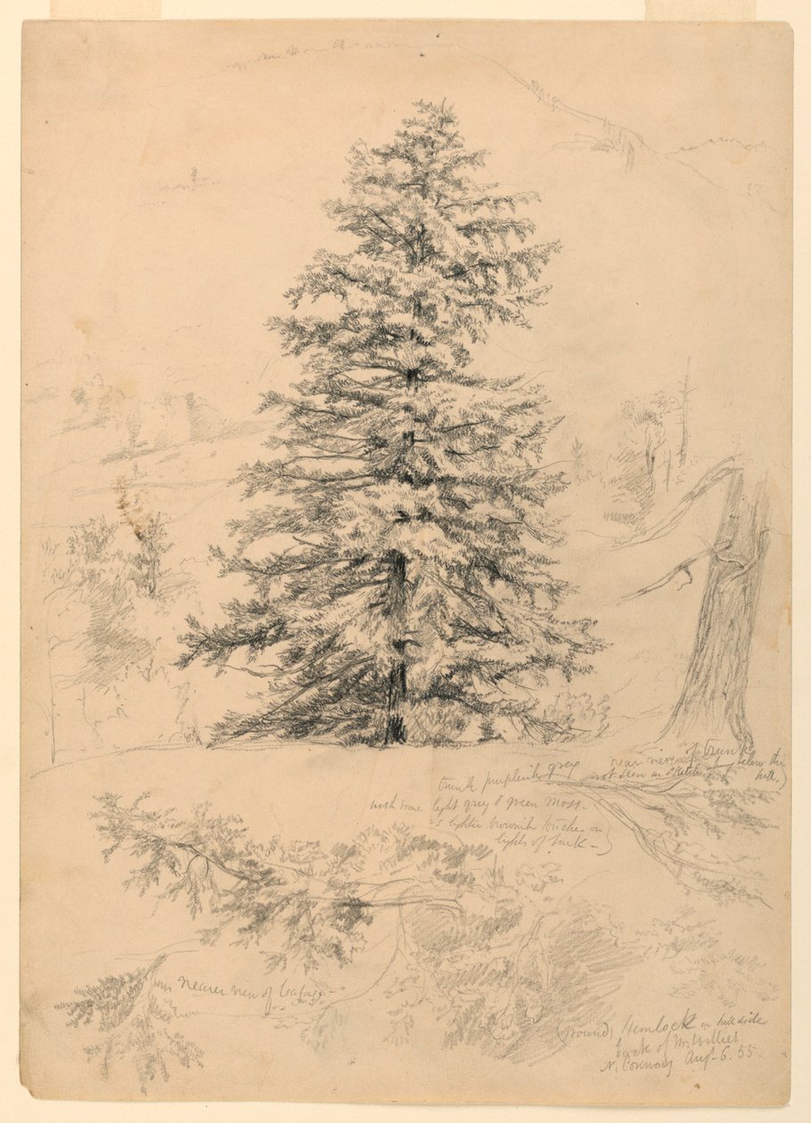 Rajz, Hemlock tanulmánya, North Conway, New Hampshire, 1855. augusztus 6. alkotó: Daniel Huntington