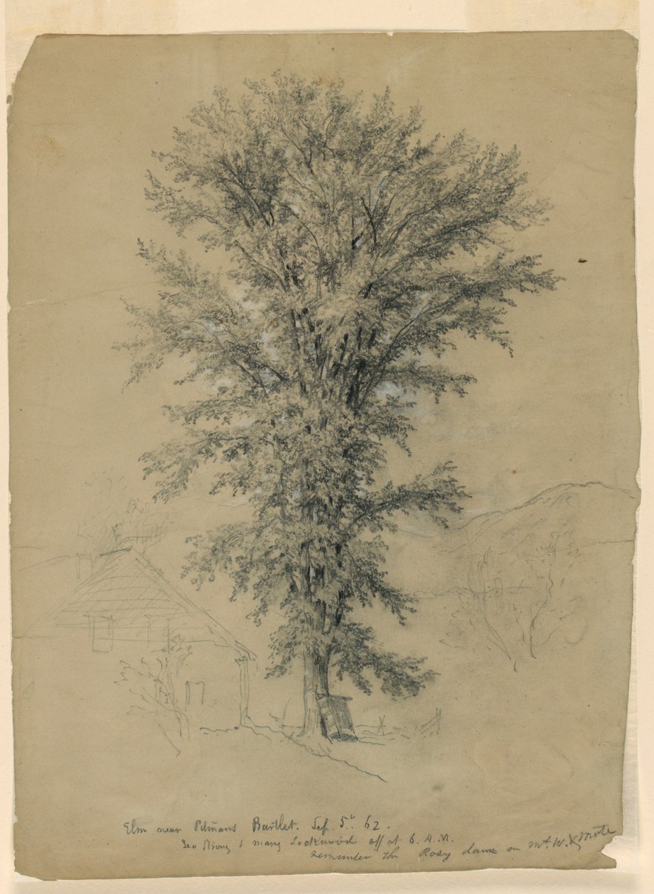 Elm a Pitman