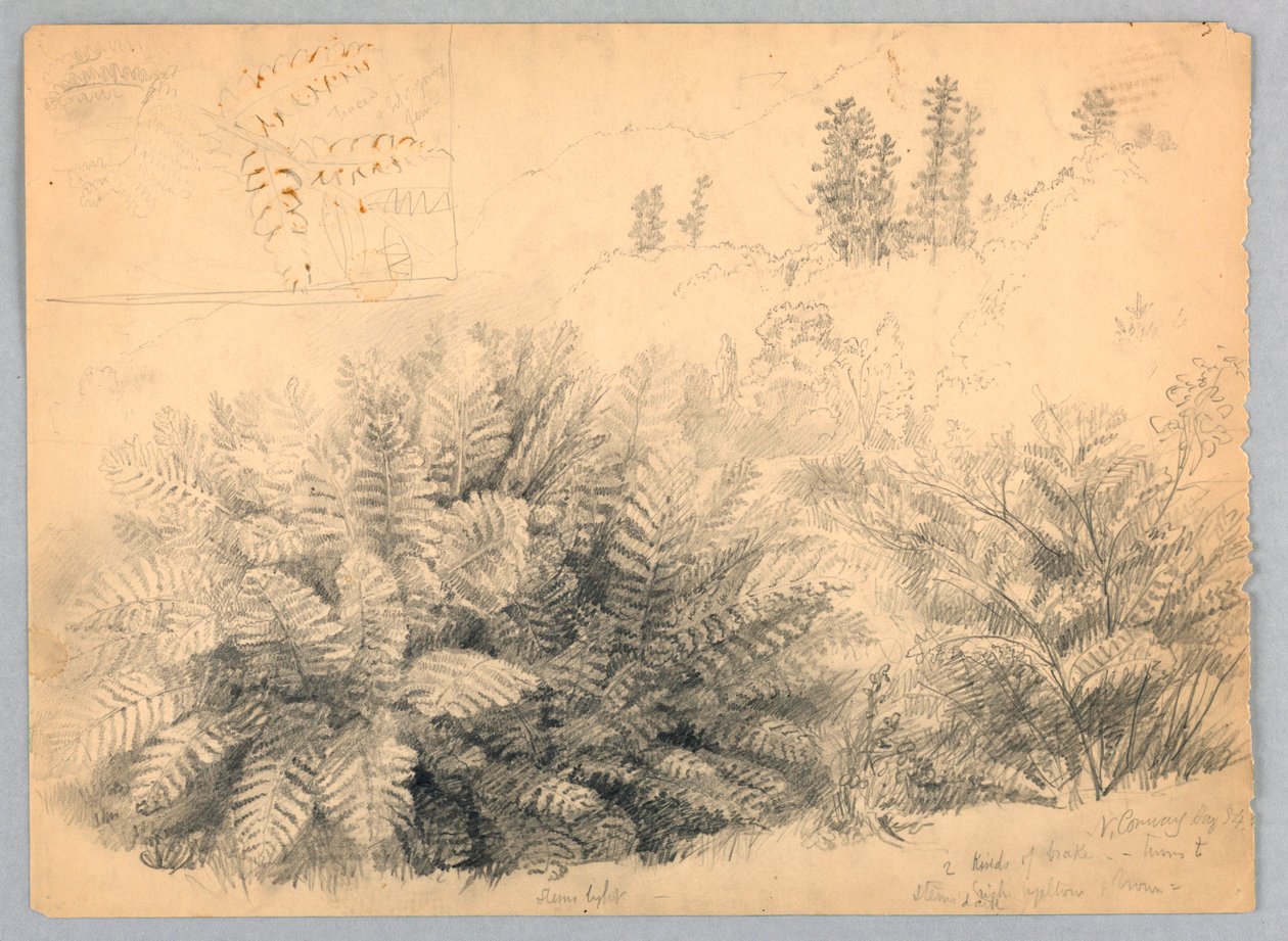 Ferns, North Conway, New Hampshire alkotó: Daniel Huntington