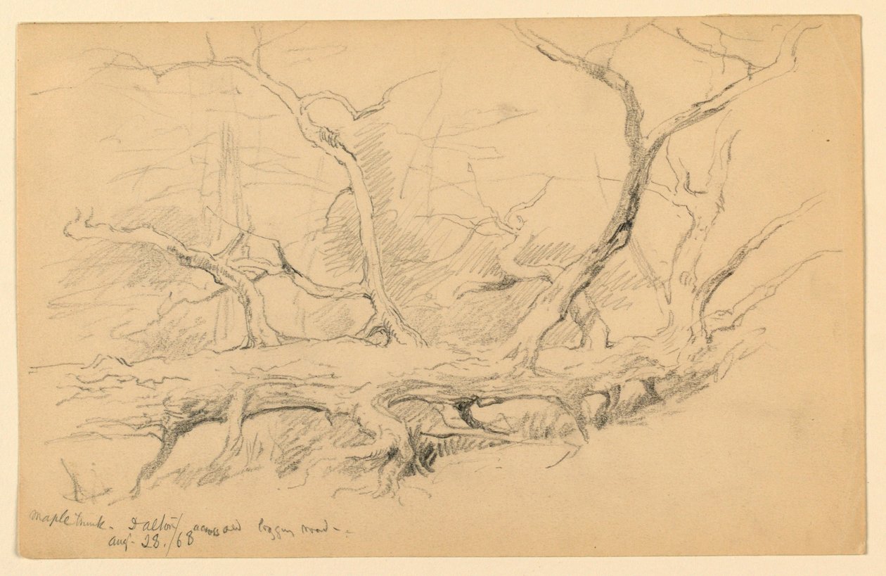 Maple Trunk, Across Old Logging Road, Dalton alkotó: Daniel Huntington