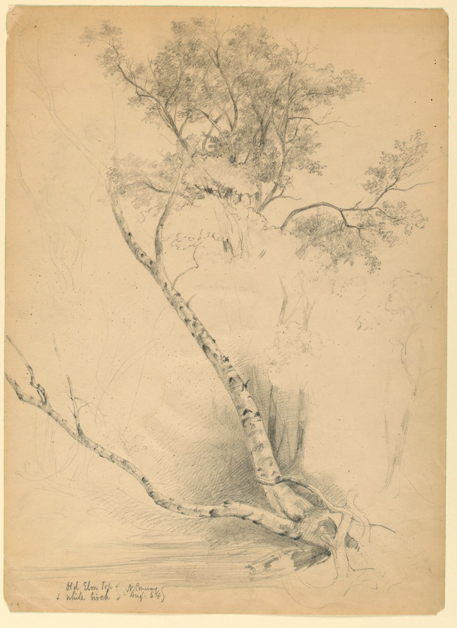 Old Elm Top and White Birch, North Conway, New Hampshire alkotó: Daniel Huntington