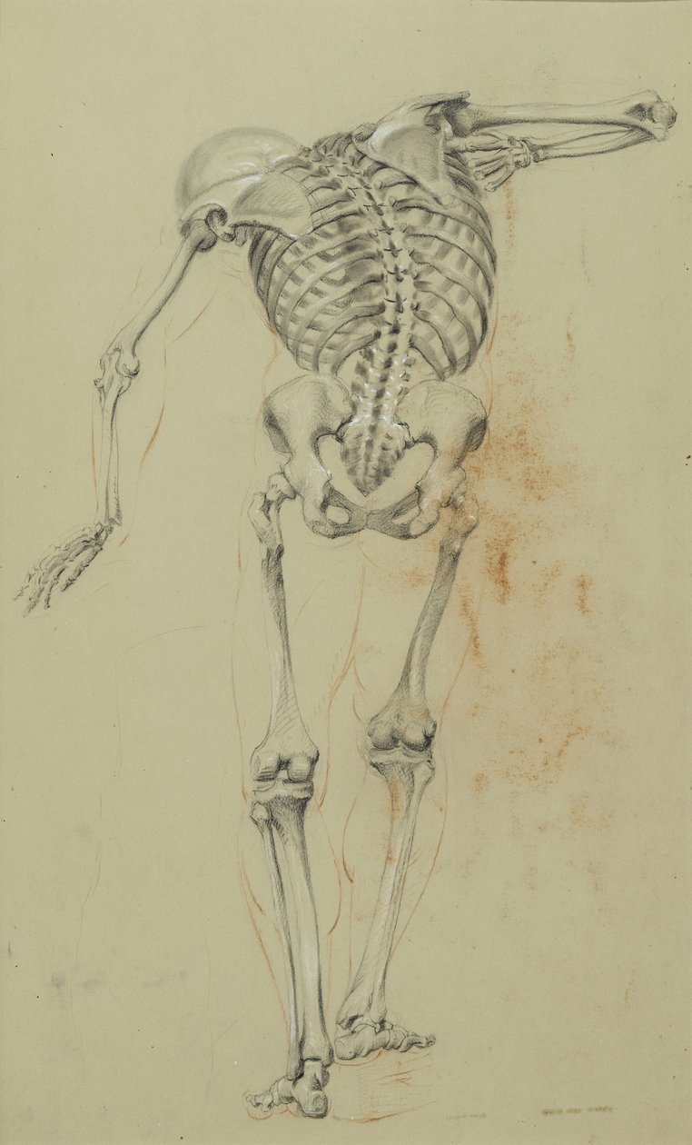 Skeleton Study, 1848 körül (kréta és zsírkréta sárgásbarna papíron, kartonra szerelve) alkotó: Daniel Huntington