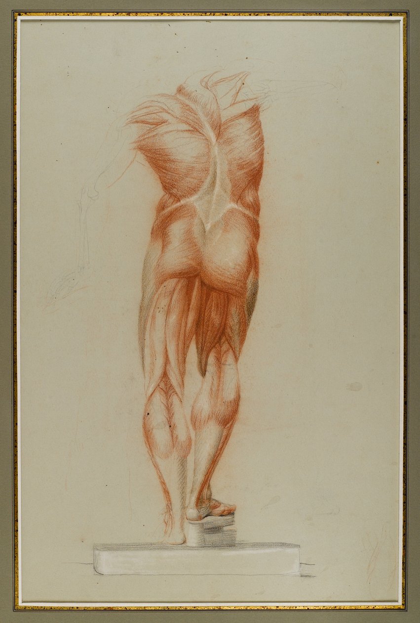 Écorché (Figure Study of Musculature), 1848 körül (kréta és grafit papíron) alkotó: Daniel Huntington