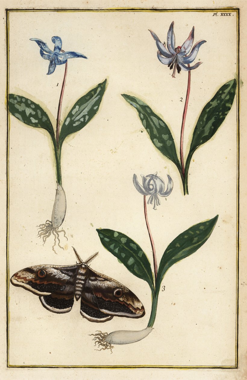 Kutyafog-ibolya vagy kutyafog ibolya, Erythronium dens-canis és lepke alkotó: Daniel Rabel