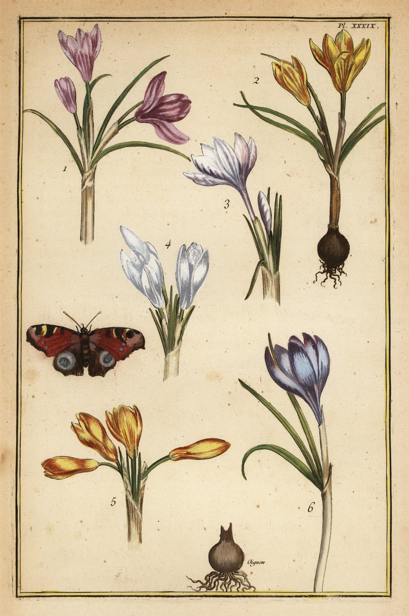 Tavaszi sáfrány, Crocus vernus és európai pávalepke, Aglais io alkotó: Daniel Rabel