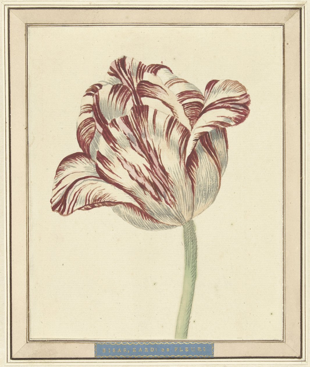 Tulipán, név szerint Bisar, de Fleuri bíboros alkotó: Daniël Marot (II)