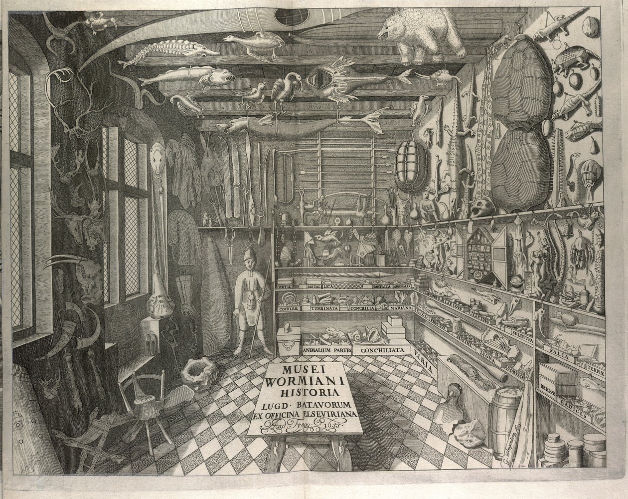 "Musei Wormiani Historia" előlapja a "Museum Wormianum"-ból, Ole Worm alkotó: Danish School
