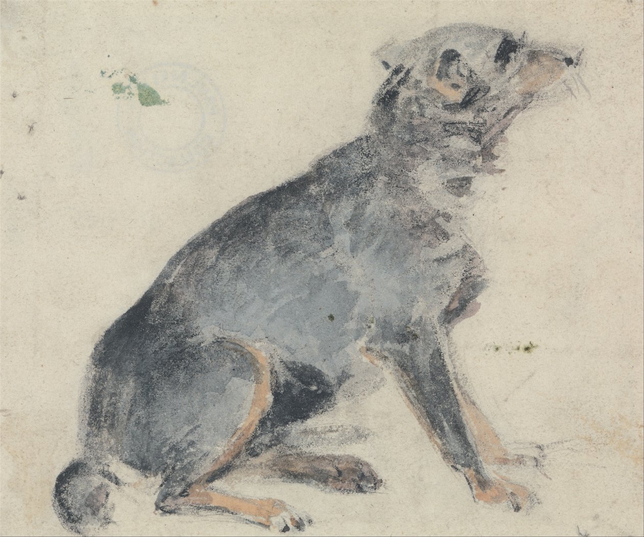 Kutya tanulmányozása alkotó: David Cox