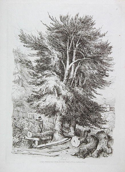 Bükk sz. 18, illusztráció a Progressive Lessons on Landscape for Young Beginnersből, 1816 (lágy talajmarattás) alkotó: David Cox