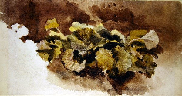 Dokk levelek (akvarell papíron) alkotó: David Cox