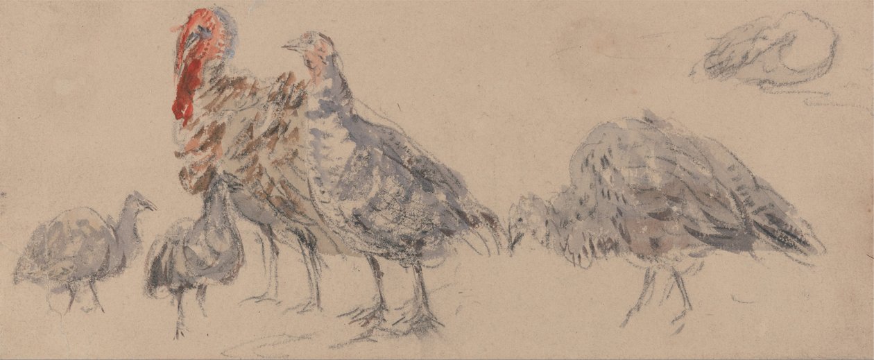 A pulykák tanulmányozása alkotó: David Cox