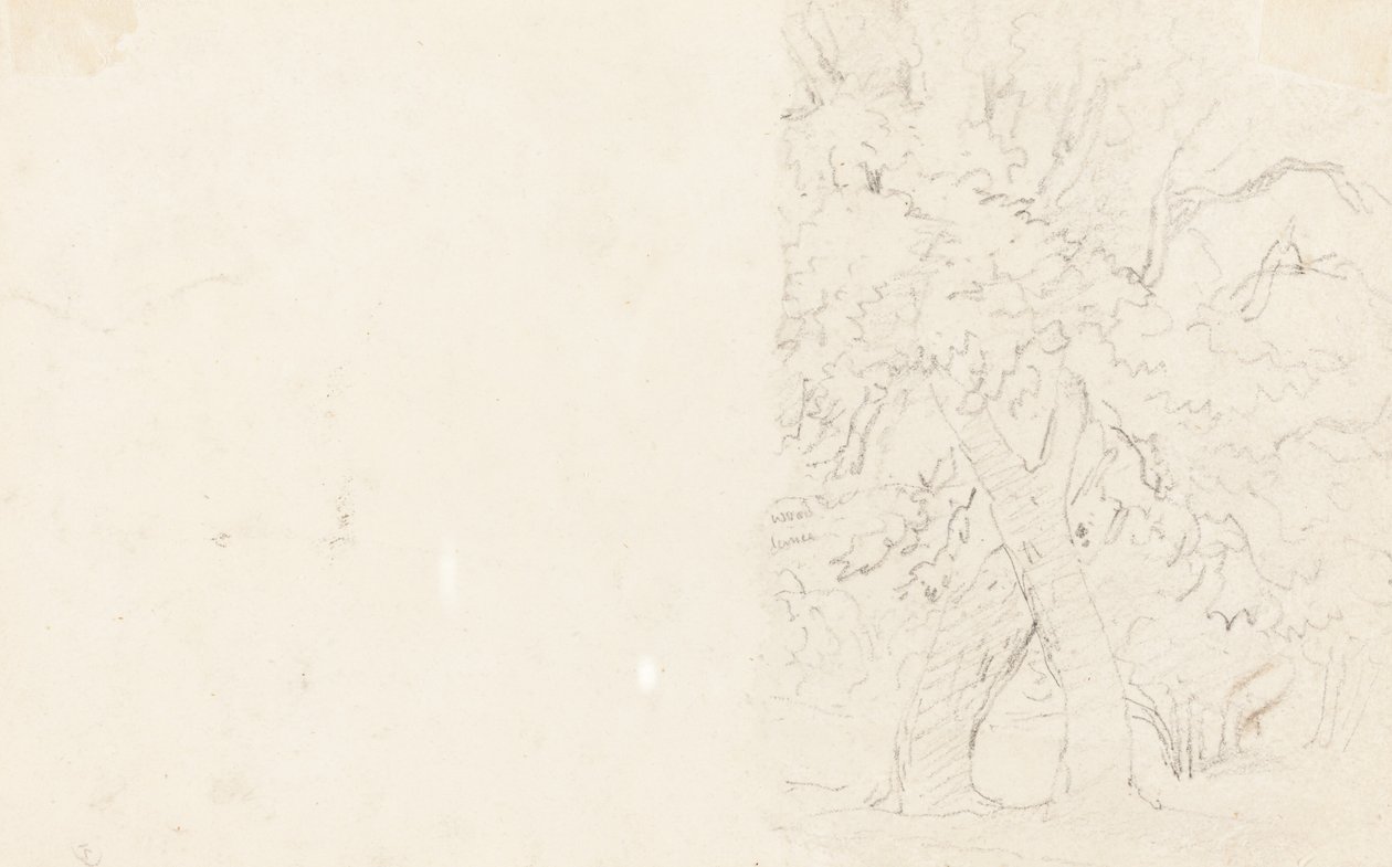 Fák [fordítva] alkotó: David Cox