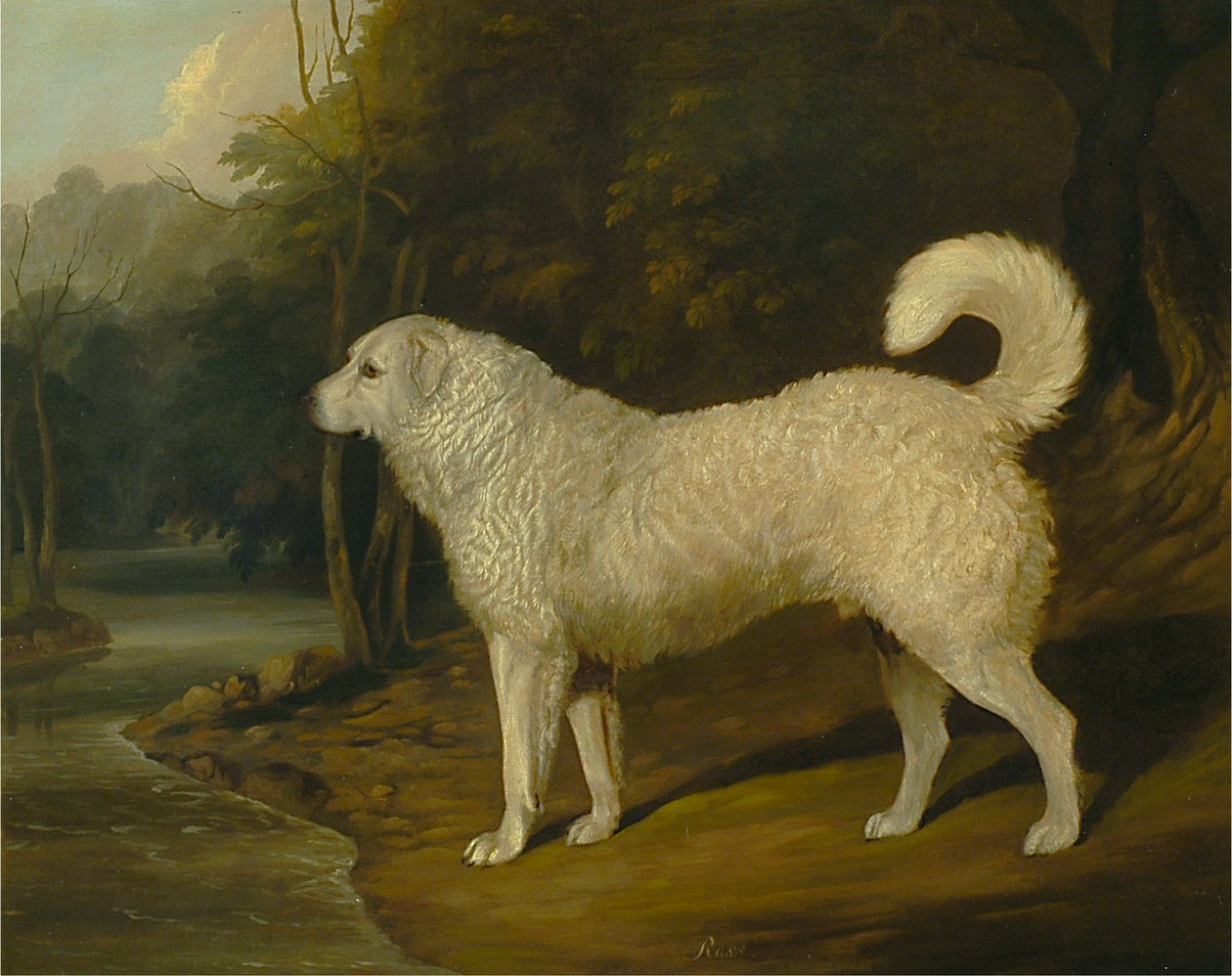 Egy kutya portréja, Ross alkotó: David Dalby of York