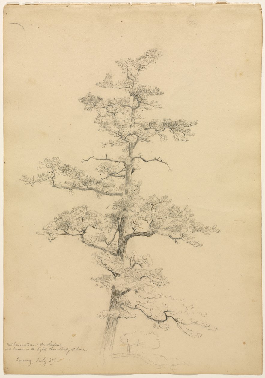 Pine Tree, Conway, New Hampshire recto, Landscape and Tree Studies verso, c. 1851. alkotó: David Johnson
