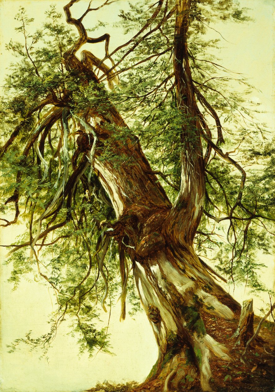 Tanulmány egy cédrusról (olaj, vászon) alkotó: David Johnson