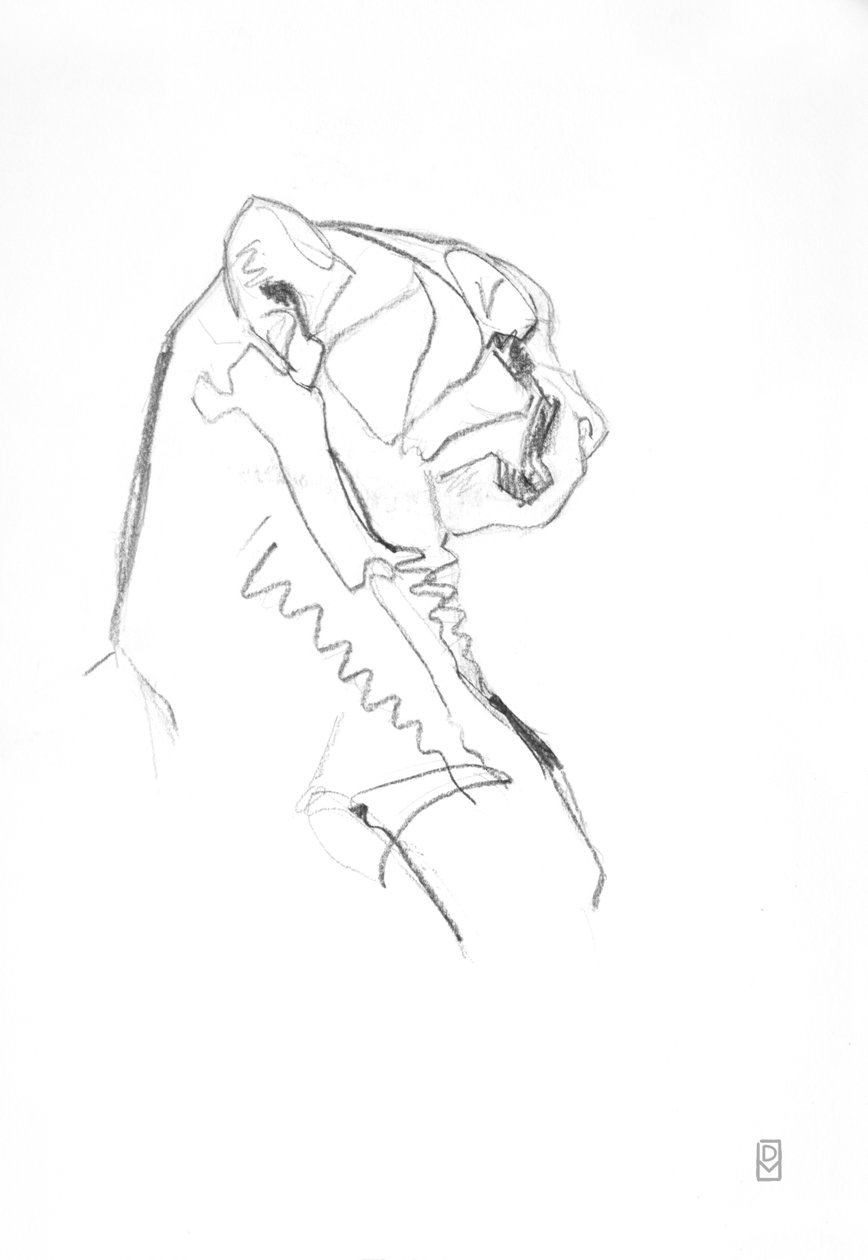 Gepárd, 2014 (grafit papíron) alkotó: David Mayer