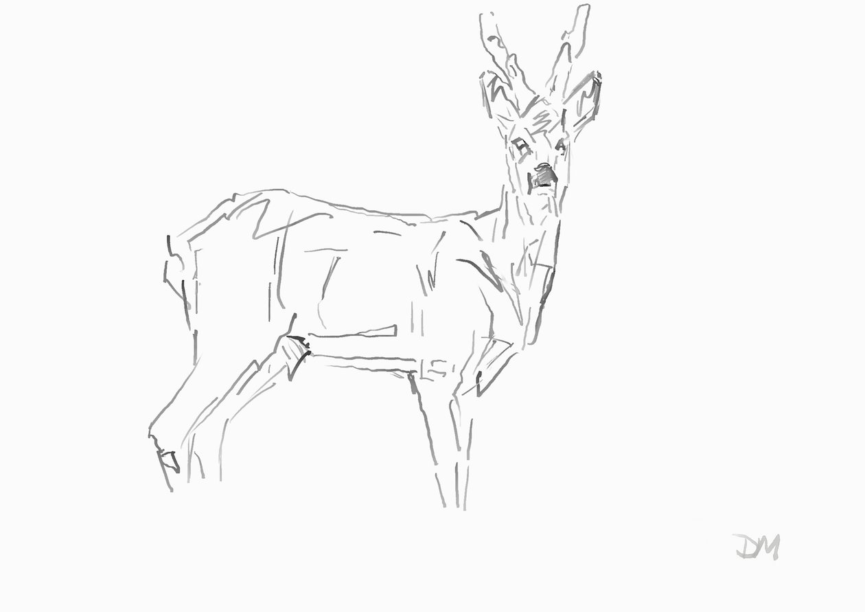 Roe Buck, 2024 (tinta bambusz nádtollal, papír) alkotó: David Mayer
