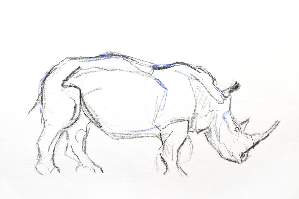 Fehér Rhino, 2021 (papírkréta és akvarell) alkotó: David Mayer