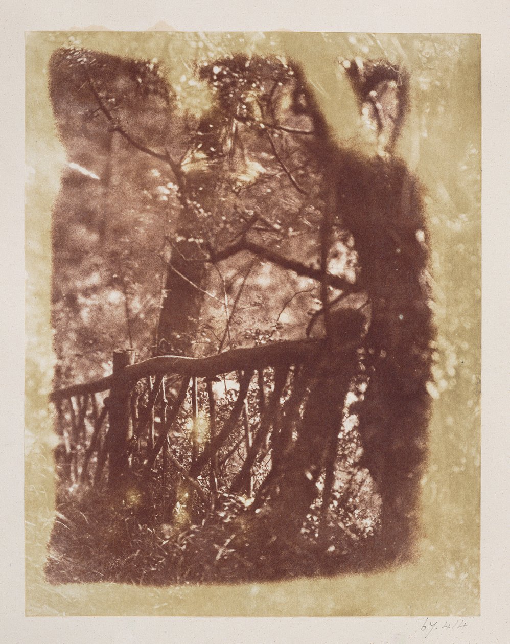 Colinton Wood kerítés és fák (sópapír nyomat kalotípus negatívról) alkotó: David Octavius Hill