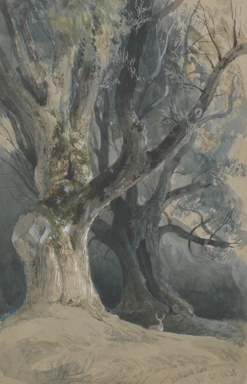 Fák a Northwick Parkban alkotó: David Roberts