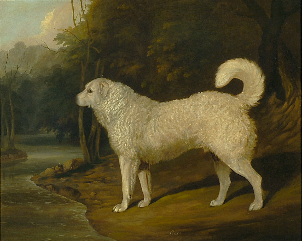 Egy kutya portréja, Ross alkotó: David of York Dalby