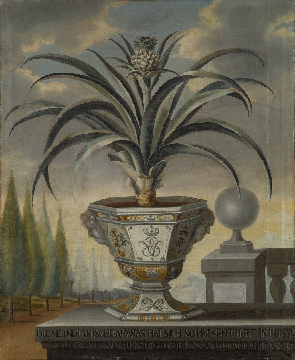 Ananász növény, 1729 alkotó: David von Coln