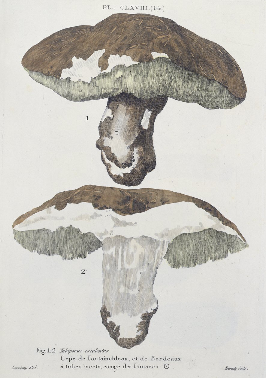 Tubiporus esculentus, 168. tábla J.H. Leveille "Iconographie des Champignons de J.J. Paulet" című művéből, Tourcaty metszete, 1855. alkotó: De Lussigny