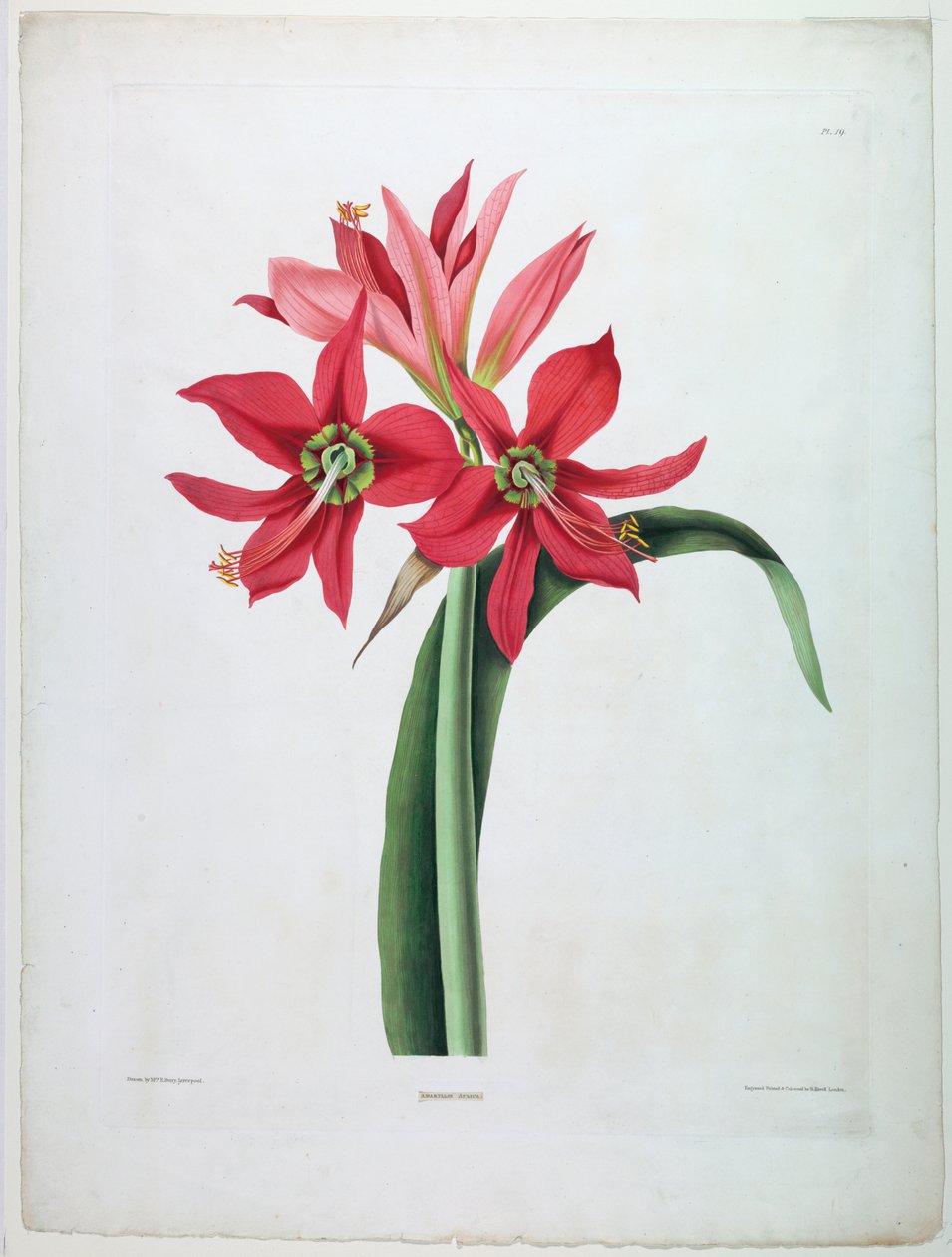 Amaryllis bíróság alkotó: De Gouy