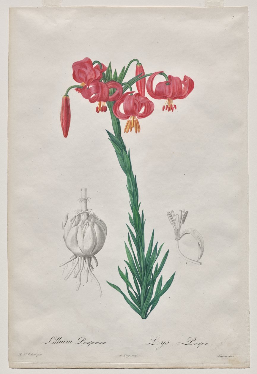 Lillium Pomponium (Turbán Liliom), 7. lemez a Les Liliacées-től alkotó: De Gouy