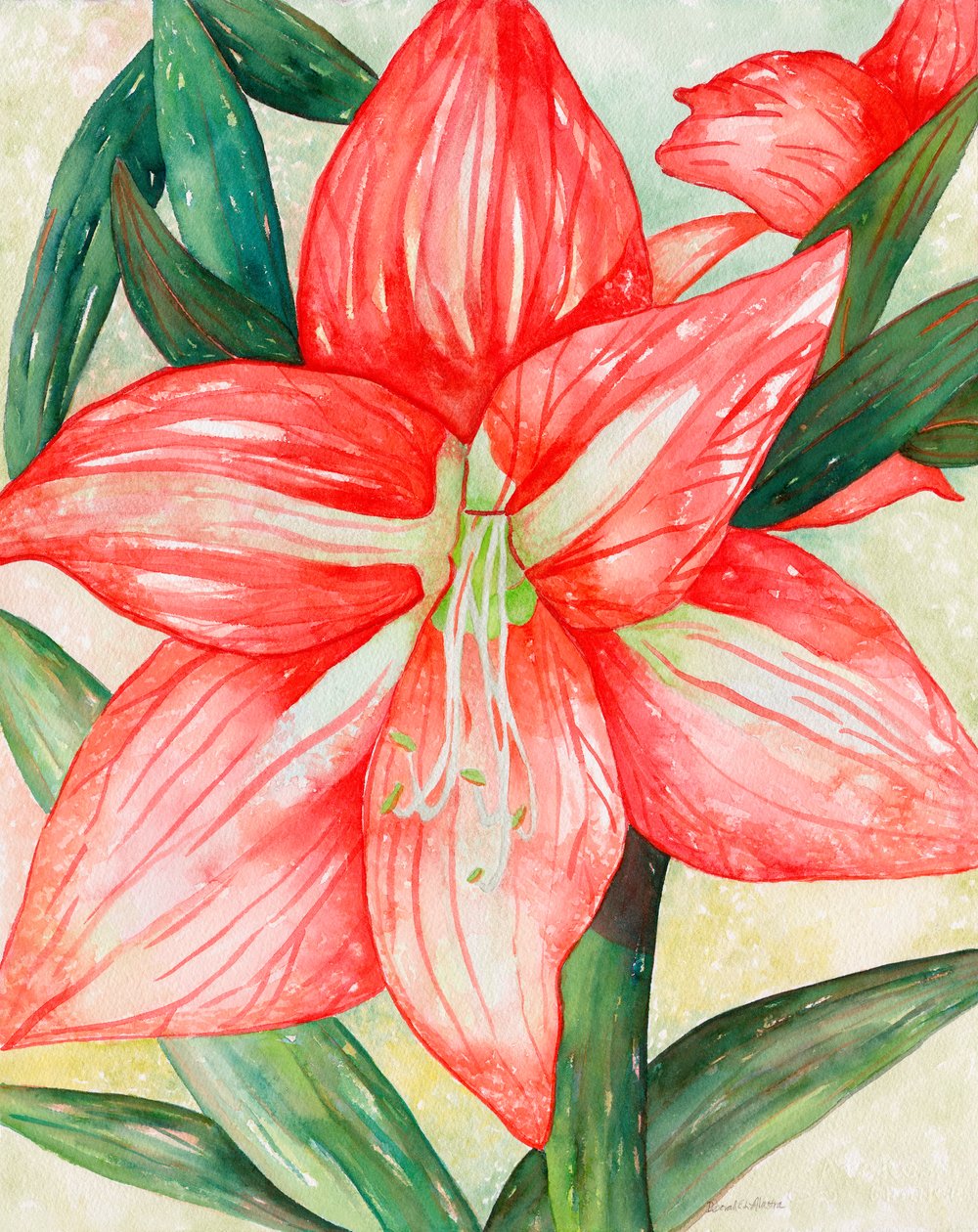 Amaryllis, 2005 (akvarell) alkotó: Deborah Eve Alastra