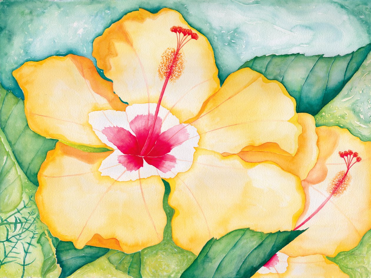 Sárga hibiszkusz, 2006 (akvarell) alkotó: Deborah Eve Alastra