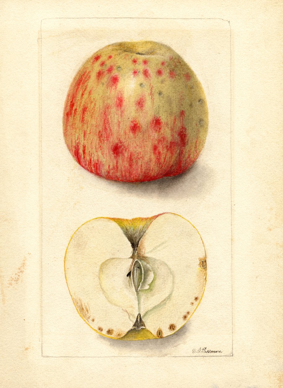 Keserű alma (Malus domestica) (akvarell) alkotó: Deborah Griscom Passmore