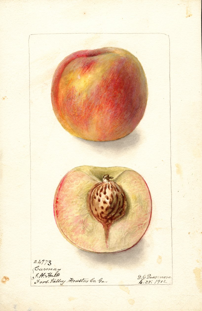 Őszibarack (Prunus persica: Carmen) (akvarell) alkotó: Deborah Griscom Passmore