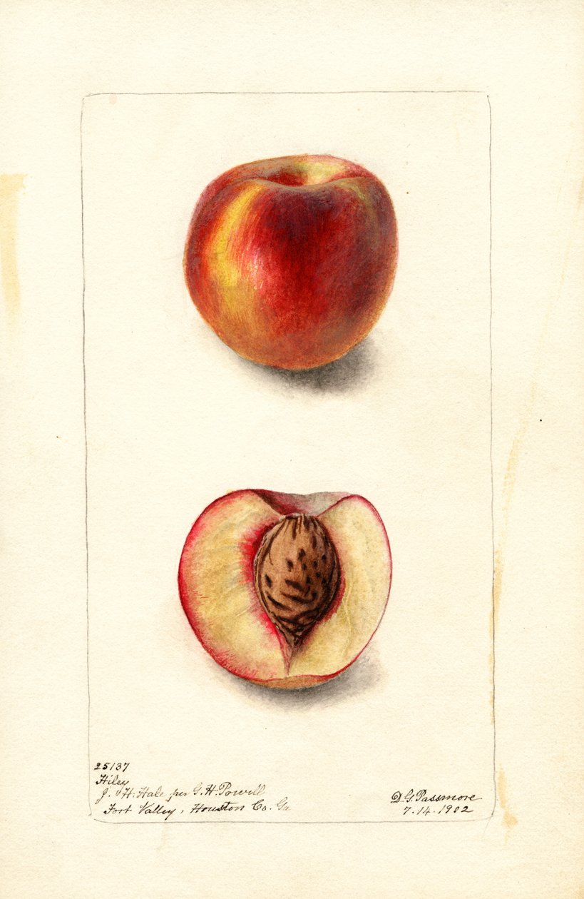 Őszibarack (Prunus persica: Hiley) (akvarell) alkotó: Deborah Griscom Passmore