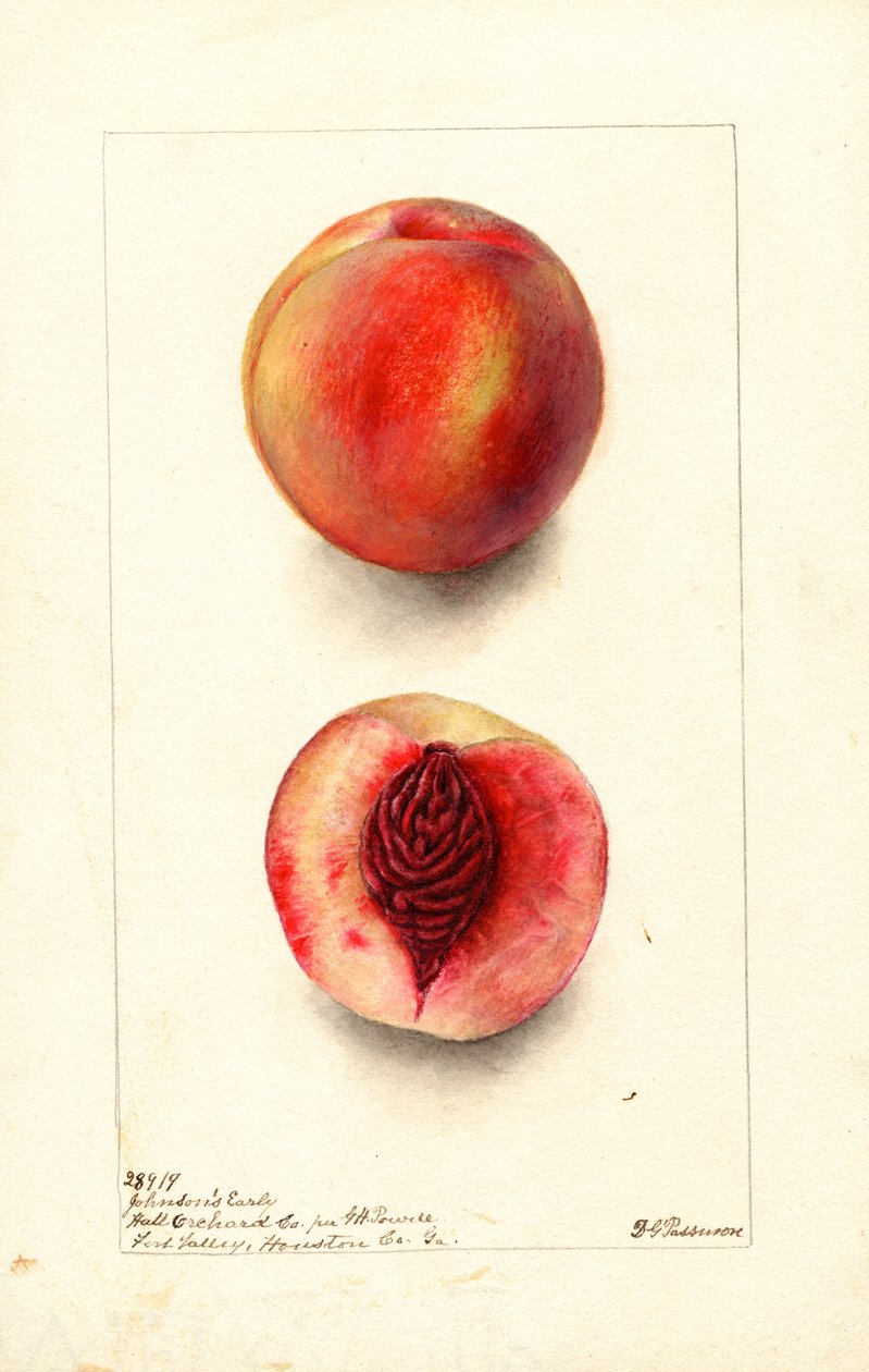 Őszibarack (Prunus persica: Johnsons Early) (akvarell) alkotó: Deborah Griscom Passmore