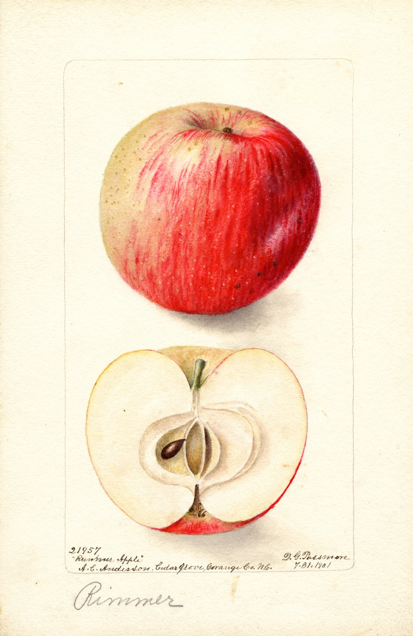 Rimmer alma (Malus domestica) (akvarell) alkotó: Deborah Griscom Passmore